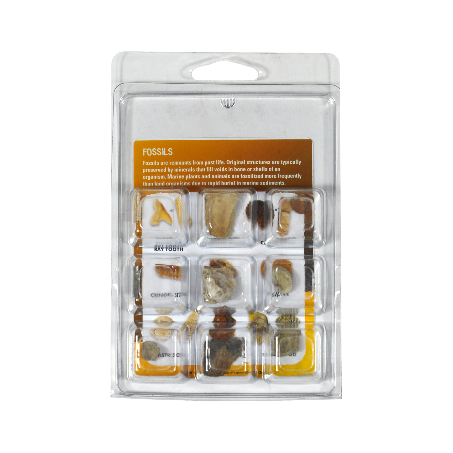 2965-9 - EXPLORE WITH ME 9 SPECIMEN FOSSIL COLLECTION