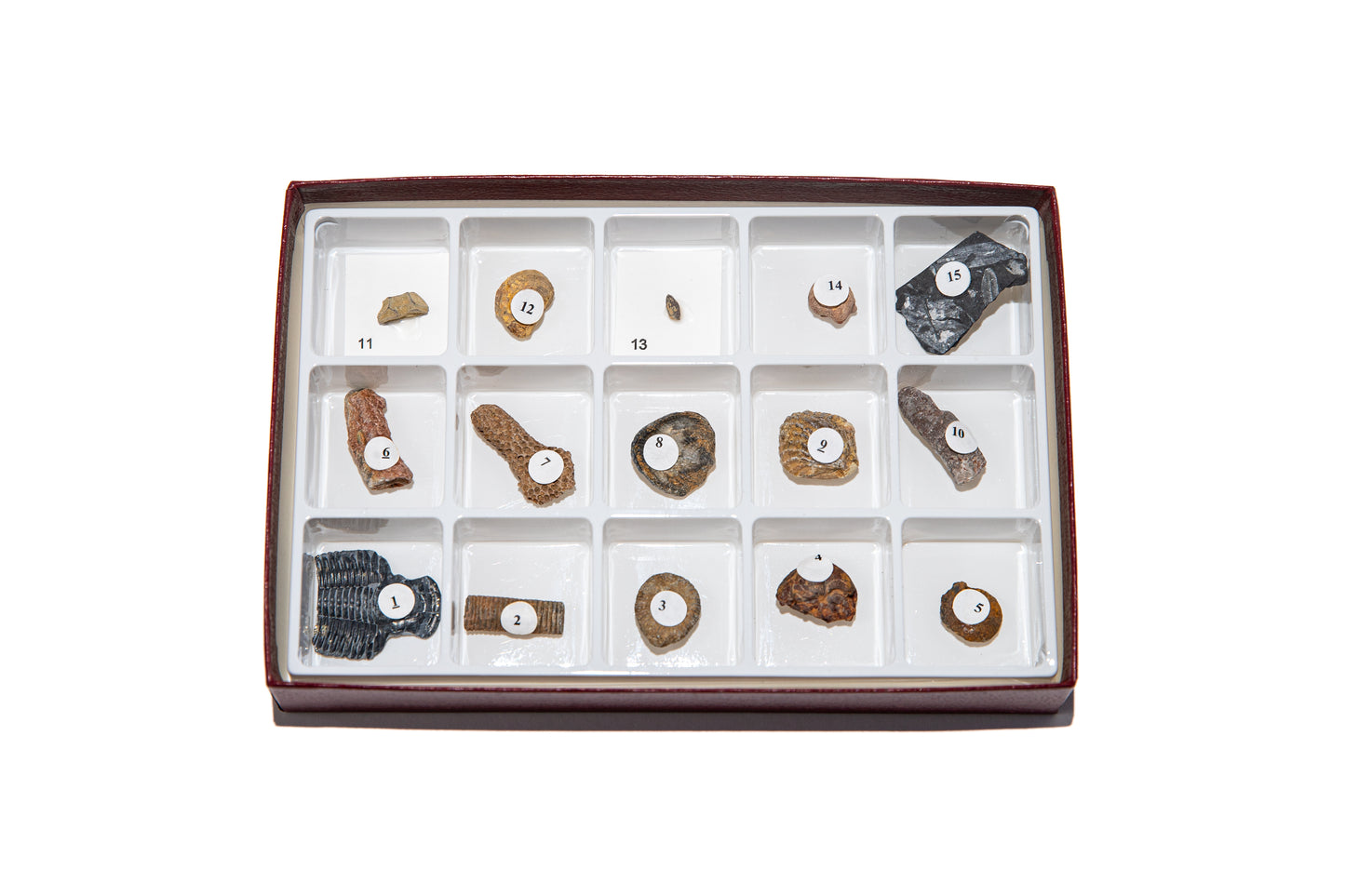 3110-S - PALEOZOIC FOSSILS COLLECTION 15 SPEC.