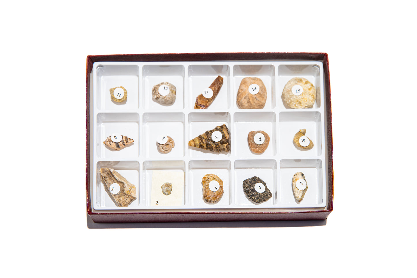 3115-S - MESOZOIC FOSSILS COLLECTION 15 SPEC.