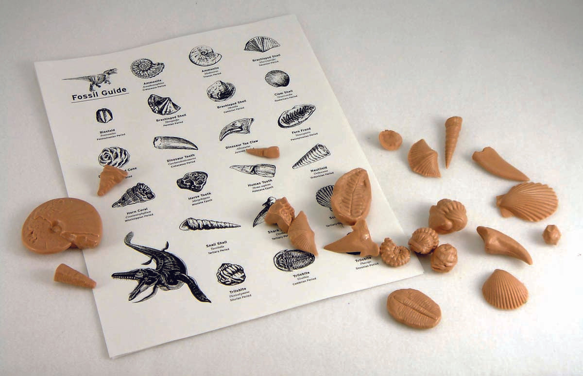 3067 - FOSSIL SET OF 21 PCS WITH INSERT