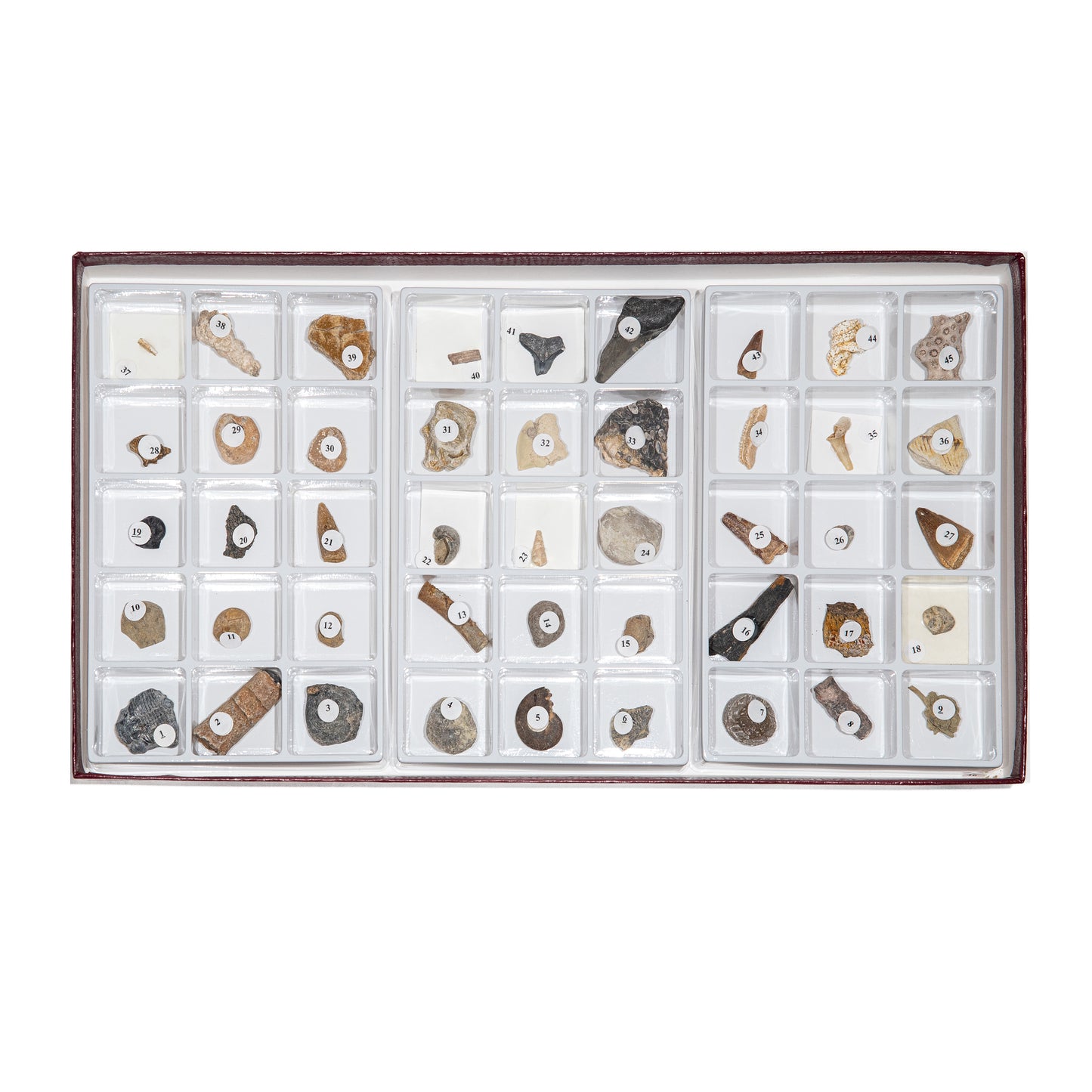 3105-S - STRATIGRAPHIC COLLECTION 45 SPEC.