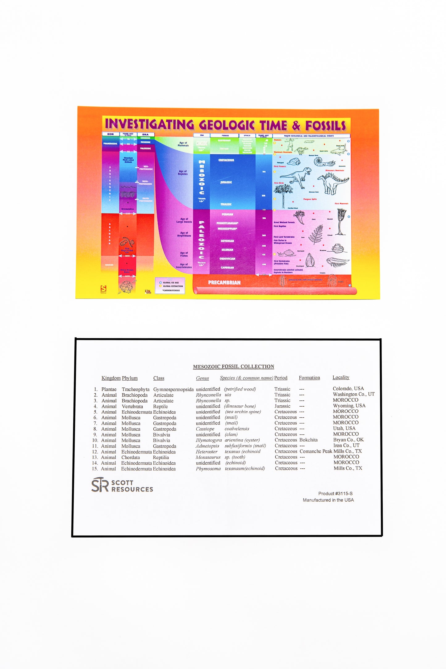 3115-S - MESOZOIC FOSSILS COLLECTION 15 SPEC.