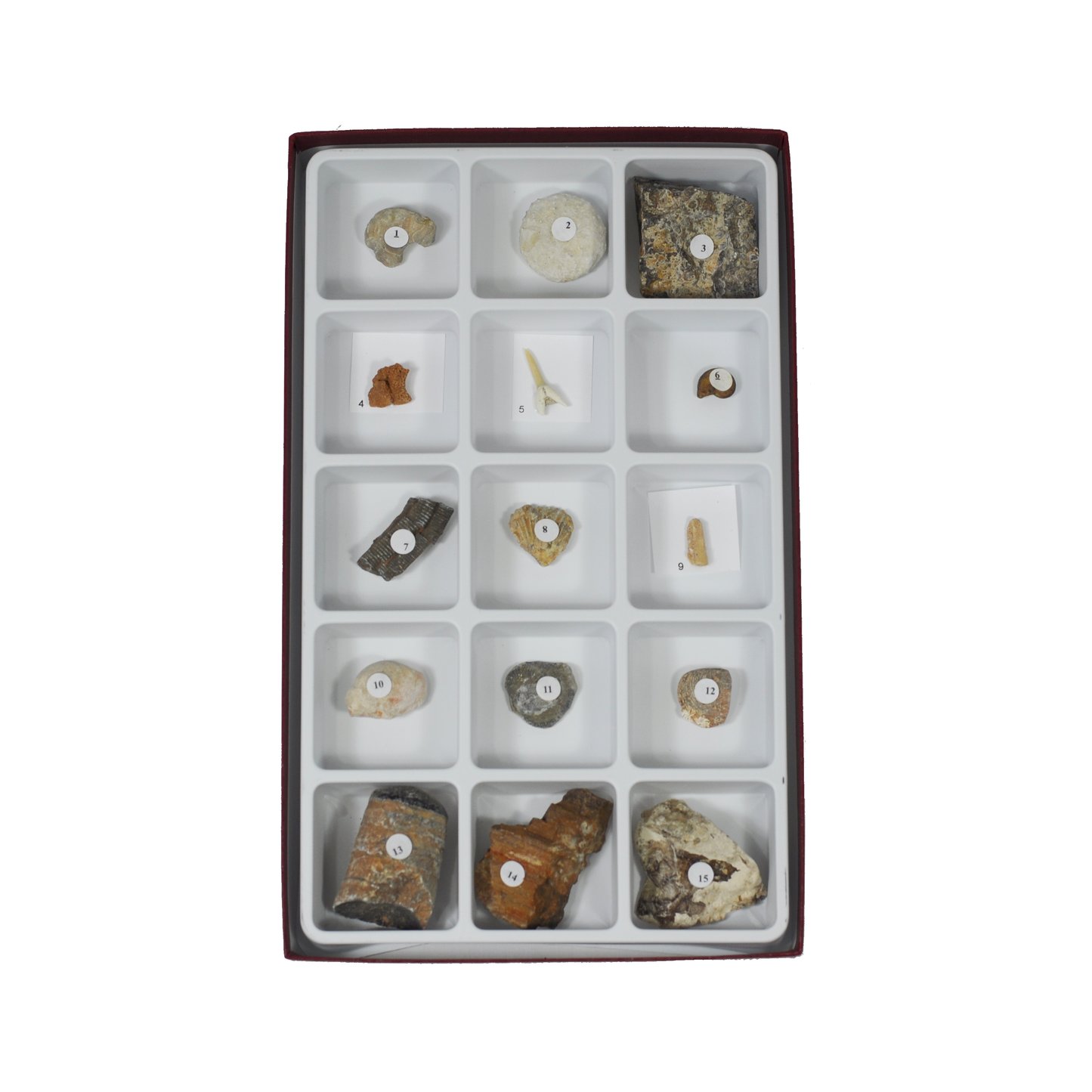 3005 - GENERAL FOSSIL COLLECTION - 15 SPEC.