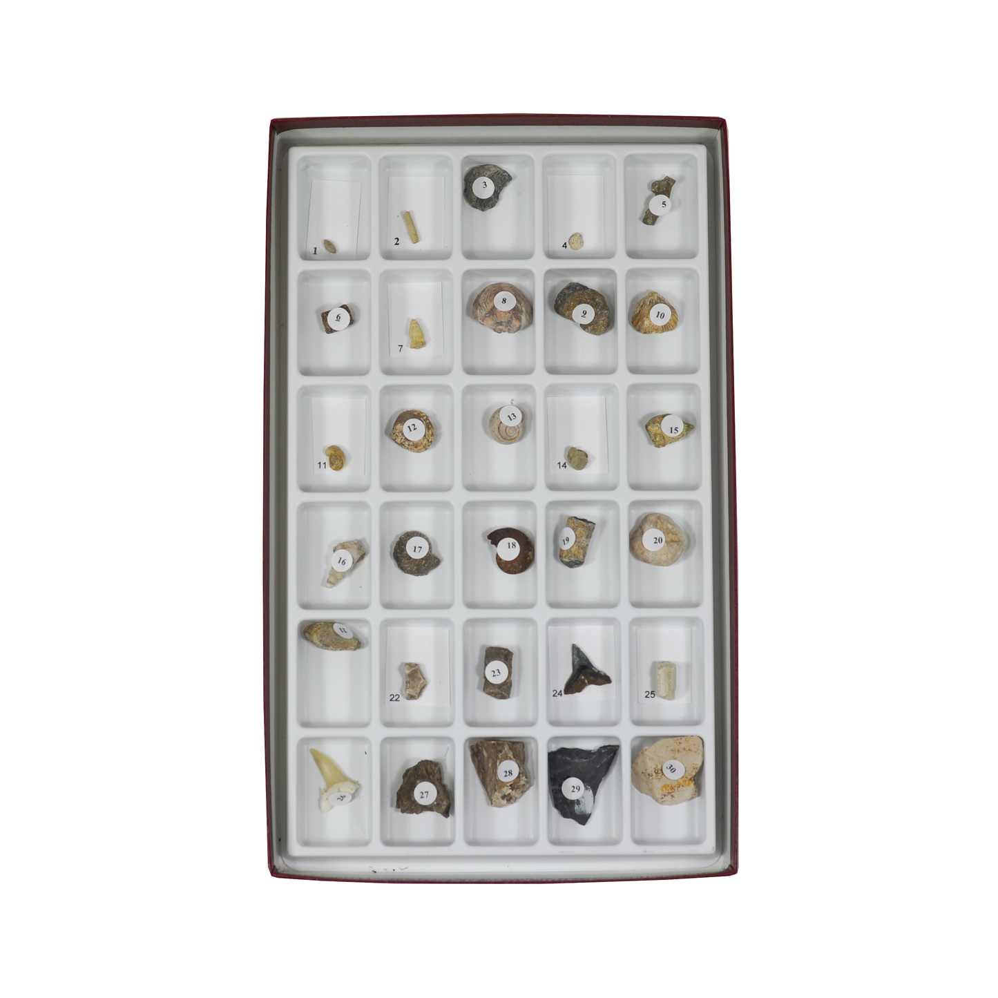 3015-S - ADVANCED FOSSIL COLLECTION - 30 SPEC.